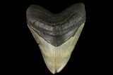 Fossil Megalodon Tooth - North Carolina #124932-1